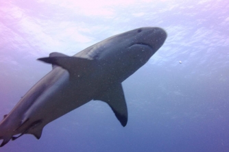 Roatan Shark Dive – Waihuka