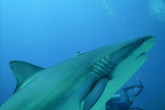 Roatan Shark Dive – Waihuka